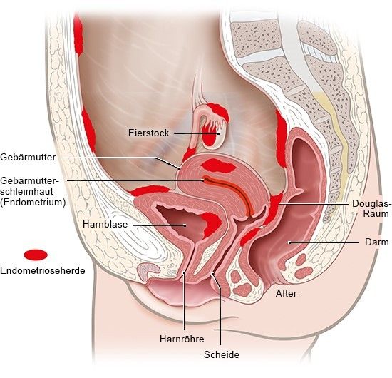 medizinischer Querschnitt eines Frauenunterleibes mit Beschriftung der Geschlechtsorgane.