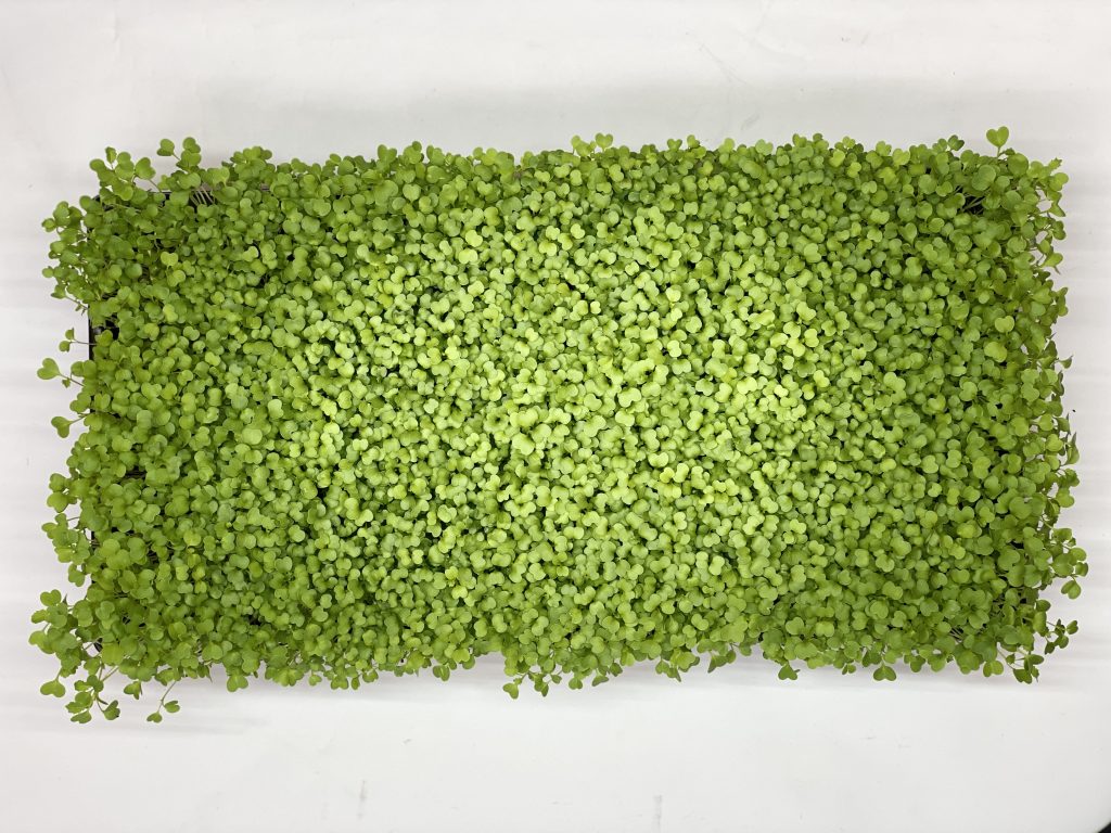 Broccoli sprouts from above, in a rectangular shape.