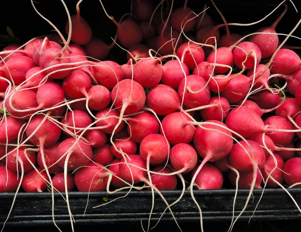 Macro shot of harvested radishes in a black shell against a black background.